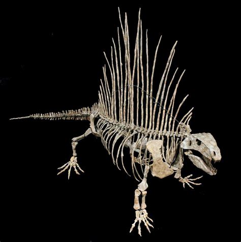 real dinosaur skeleton for sale